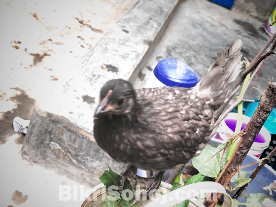 দেশী মুরগীর বাচ্চা ৩টা